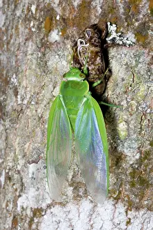 Cicadidae: Northern greengrocer cicada hatching