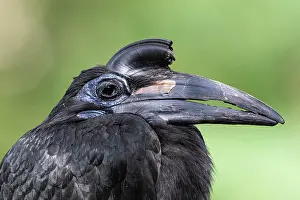 Hornbills: Northern ground hornbill (Bucorvus abyssinicus)