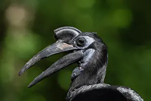 Hornbills: Northern ground hornbill (Bucorvus abyssinicus)