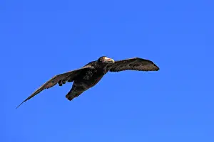 Halli: Northern / Hall's Giant Petrel - in flight