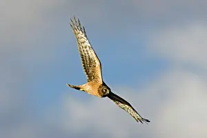Cyaneus: Northern Harrier