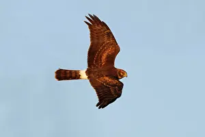 Cyaneus: Northern Harrier