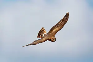 Cyaneus: Northern Harrier