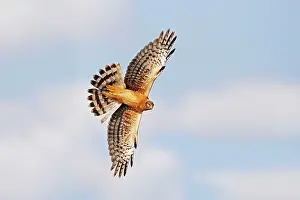 Cyaneus: Northern Harrier