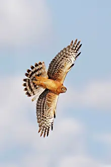 Cyaneus: Northern Harrier