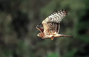 Harriers: Northern Harrier
