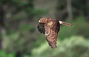 Harriers: Northern Harrier