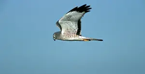 Harriers: Northern Harrier