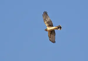 Cyaneus: Northern Harrier