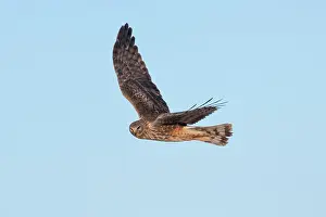 Harriers: Northern Harrier - adult female in flight - February