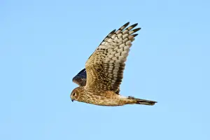 Cyaneus: Northern Harrier - adult female in winter