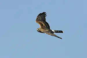 Cyaneus: Northern Harrier - in flight