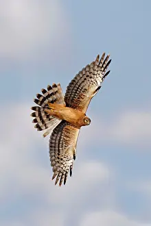 Cyaneus: Northern Harrier - in flight
