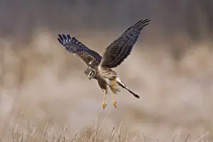 Circus: Northern Harrier in flight