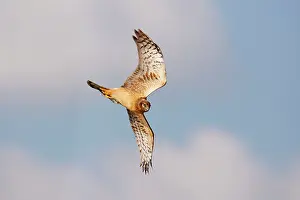 Cyaneus: Northern Harrier - in flight, diving