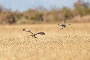 Harriers: Northern Harrier in flight hunting Pintail