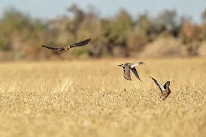 Harriers: Northern Harrier in flight hunting Pintail