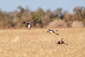 Harriers: Northern Harrier in flight hunting Pintail
