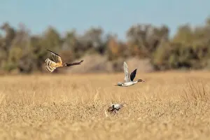 Harriers: Northern Harrier in flight hunting Pintail