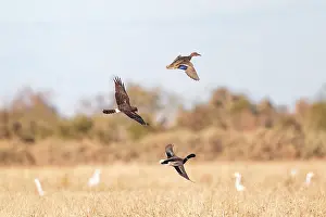 Harriers: Northern Harrier in flight hunting Pintail