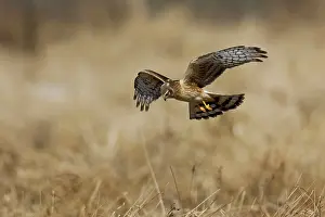 Cyaneus: Northern Harrier in flight - immature male in winter