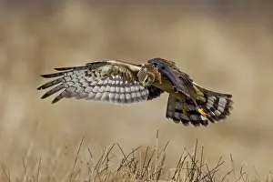 Cyaneus: Northern Harrier - in flight immature male in winter