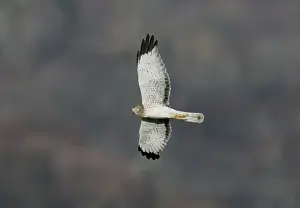 Cyaneus: Northern Harrier / Hen Harrier - adult male