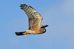 Cyaneus: Northern Harrier - Immature bird in migration