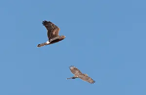Cooper: Northern Harrier - immature in flight - with immature