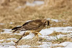 Voles: Northern Harrier - immature male making final kill