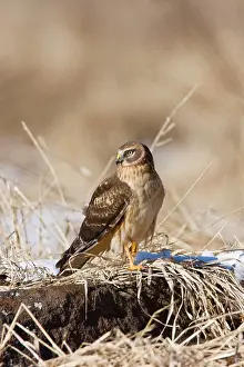 Cyaneus: Northern Harrier - immature male in winter