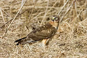 Cyaneus: Northern Harrier - immature male in winter