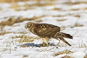Cyaneus: Northern Harrier - immature male in winter