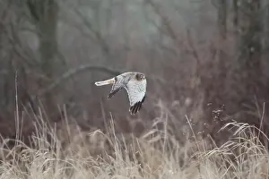 Cyaneus: Northern Harrier - male in flight