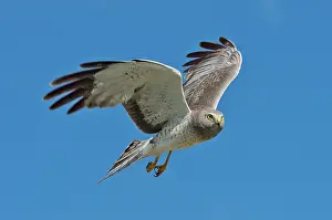 Harriers: Northern Harrier male In flight