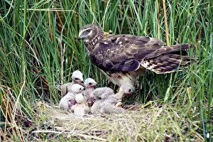 Harriers: Northern Harrier at nest with young