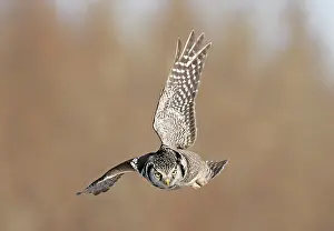 Surnia: Northern Hawk Owl
