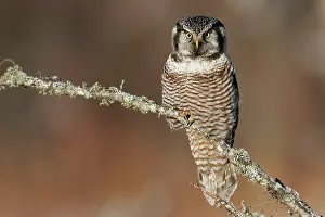 Surnia: Northern Hawk Owl