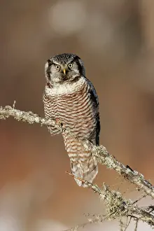 Surnia: Northern Hawk Owl