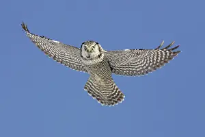 Surnia: Northern Hawk Owl