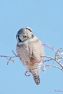 Thoughtful: Northern Hawk Owl