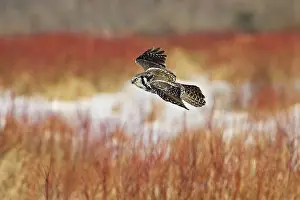 Surnia: Northern Hawk Owl
