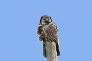 Surnia: Northern Hawk Owl