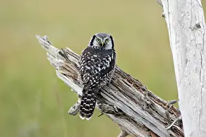 Surnia: Northern Hawk Owl