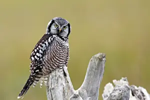 Surnia: Northern Hawk Owl