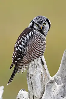 Surnia: Northern Hawk Owl