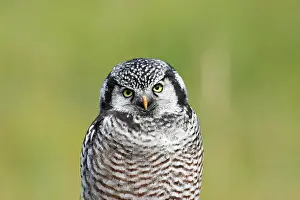 Surnia: Northern Hawk Owl