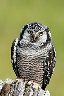 Surnia: Northern Hawk Owl