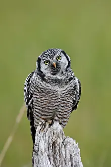 Surnia: Northern Hawk Owl