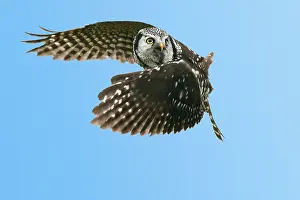 Surnia: Northern Hawk Owl